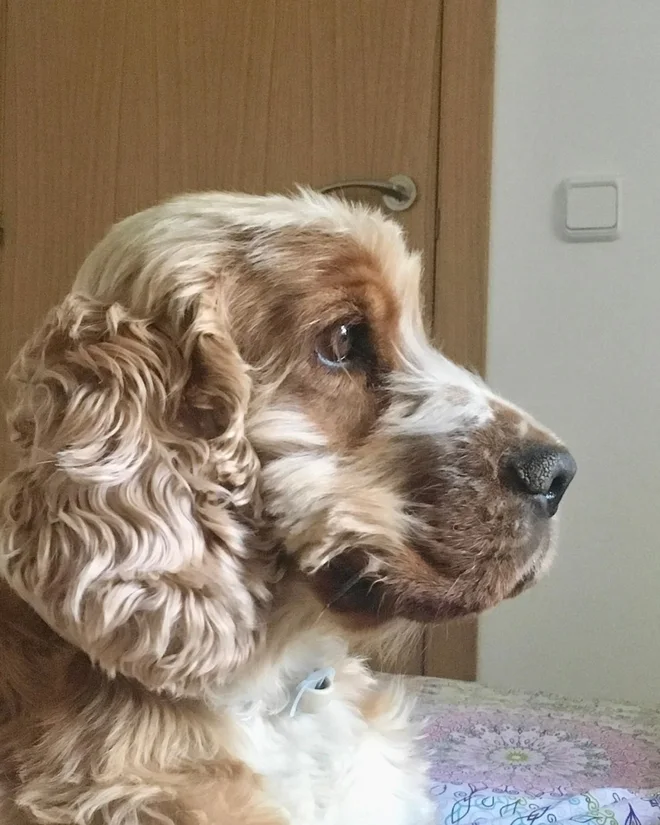 Foto real do Pipo de perfil, olhando para o lado